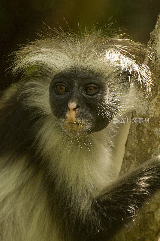 在坦桑尼亚桑给巴尔的Jozani森林保护区，Kirk的红疣猴(Procolobus kirkii)正在撒尿